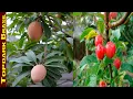 10 Frutas Exoticas de Honduras