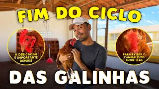 FIM DO CICLO DAS GALINHAS NA GRANJA 😢✨
