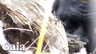  part 2 actual footage face to face with sasquatch