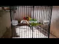 Download Lagu MANTAB Lovebird Shoimah..!! Konslet Isian Kenari,Tengkek,Cililin,Kapas tembak,C jenggot,walang kecek