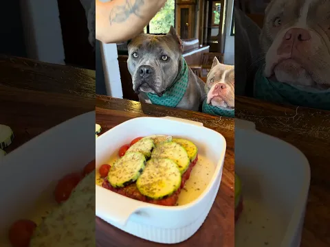 Carne Moída com Abobrinha 🤩🐾 Maori Nuhri e Marê amam 🐾🐾