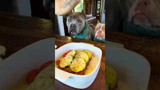 Carne Moída com Abobrinha 🤩🐾 Maori Nuhri e Marê amam 🐾🐾