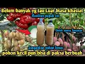 Download Lagu Luar biasa Racikan pupuk ini !! Bisa Memaksa semua tanaman berbuah Lebat ! Modal 3 bahan saja Loh