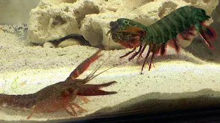 Giant Mantis Shrimp VS Invasive Crayfish Catch Feed 
