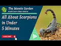 Download Lagu All About Scorpions in Under 5 Minutes
