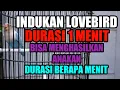 Lagu Teori Durasi Turunan Indukan Lovebird - Indukan Durasi 1 Menit Anakannya Berapa Detik???