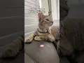 Download Lagu Never seen her sniffing like this😻 #catsofyoutube #cat #kitten #shortfeed #youtubesearch