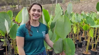 Calathea lutea - 'Maranta charuto'