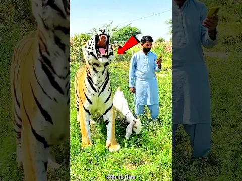 टाइगर ने आदमी के साथ जो किया 😱 #shorts #trendingshorts #viral