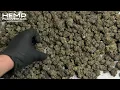 Jessica Rabbit Indoor THCa Flower from Hemp-Flower com