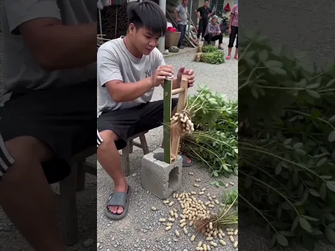 超スッキリ！自作の竹製神ツールで瞬間脱粒 | 완전 힐링! 직접 만든 대나무 탈곡기로 땅콩 훑기