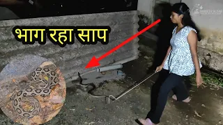 रात्रीच्या अंधारात गल्लीत आला विषारी घोणस 😱🐍 गल्लीत उडाला गोंधळ 🙆🏻‍♀️ बघा पुढे काय झाले... 