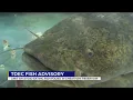 TN s urge against eating Cheatham Reservoir catfish