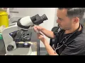 Ear Cytology