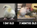 Watch me Grow Seven months in seven minutes Pekin Bantam growth
