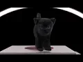 Download Lagu OILA OILA | |SPINNING CAT REMIX