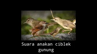 suara anakan cigun ciblek gunung paling ampuh untuk pikat
