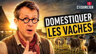 Comment l’homme a domestiqué les vaches ? - C'est pas sorcier