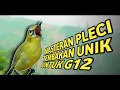 MASTERAN PLECI G12 TEMBAKAN UNIK TERBARU #masteranpleci #masteranplecinembak