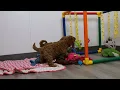 Blue Diamond Isabella F1 Cavapoo Litter