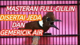 Download masteran cililin beserta gemericik air dan jeda MP3