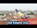 Download Lagu Sab Kabootar Ko Uraya | Hashim Mahmood Pigeons
