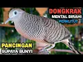 Download Lagu Perkutut Lokal Gacor Suara Besar Pancingan Burung Perkutut Agar Cepat Bunyi.