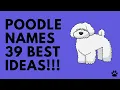 Poodle Names - 39 CUTE BEST Ideas For Male Female Poodle Dog Names