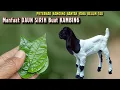 Lagu TERNYATA BANYAK SEKALI YANG BELUM TAU‼️ KHASIAT DAUN SIRIH BUAT KAMBING TERNYATA SANGAT LUAR BIASA 