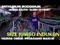 Download Lagu FLASH SALE 25 Aug 25 Anthurium Koleksi Modeanum Queen of Heart, Papil, Red Crystal, Verapazense dll