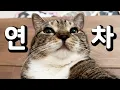 Download Lagu 연차내고도 열일하는 노동묘😹