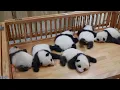Global captive panda population increases to 673
