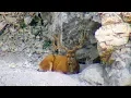 Couple Big 4x5 s Located - MonsterMuleys com