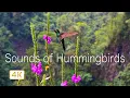 Download Lagu Kolibries ~ Magisch wezen, 4K. De geluiden van kolibries met ontspannende muziek.