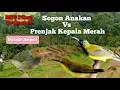 Download Lagu Suara Pikat Sogon Anakan Vs Prenjak Kepala Merah Dijamin Ampuh