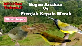 suara pikat sogon anakan vs prenjak kepala merah dijamin ampuh