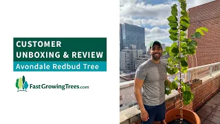 Customer Unboxing & Review for Avondale Redbud Tree