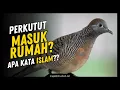 6 Arti Burung PERKUTUT Masuk Rumah Pertanda Apa Menurut Islam?