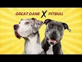 Great Dane Pitbull Mix - A Full Guide