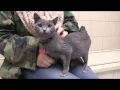 Adopting a cat with FIV
