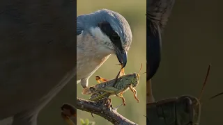 هذا الطائر يعل ق فرائسه على الأشواك    دندنها