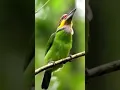 Download Lagu Suara burung Takur