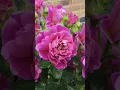 Download Lagu Princess Anne - David Austin Roses #davidaustinroses