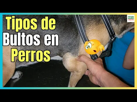 Download MP3 🔴 LOS 5 TIPOS DE BULTOS EN PERROS ¿QUE SIGNIFICAN Y CÓMO ACTUAR? 🔴