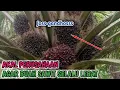 Lagu PANTASAN BUAHNYA LEBAT, Ternyata Begini Cara Perusahaan Memupuk Kelapa Sawit