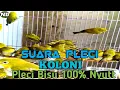 Download Lagu Suara Call Pleci koloni Dan suara Pleci betina Memancing Pleci Bahan cepat Gacor 100% Langsung Nyaut