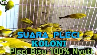 Download Suara Call Pleci koloni Dan suara Pleci betina Memancing Pleci Bahan cepat Gacor 100% Langsung Nyaut MP3