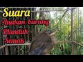 Lagu suara anakan burung planduk semak