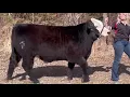 Nicole s market steer Panda 2021