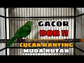 Download Lagu SUARA PANCINGAN CUCAK RANTING MUDA HUTAN || GACOR DOR‼️